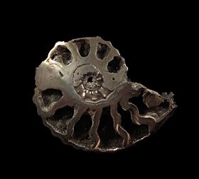 Kosmoceras ammonite for sale | Buried Treasure Fossils