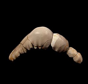 Orodus tooth | Buried Treasure Fossils