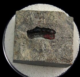 Lagarodus tooth for sale | Buried Treasure Fossils