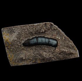 Kentucky Lagarodus tooth for sale | Buried Treasure Fossils