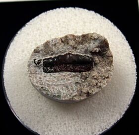 Orodus tooth for sale | Buried Treasure Fossils