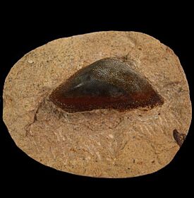 Sandolodus tooth for sale | Buried Treasure Fossils