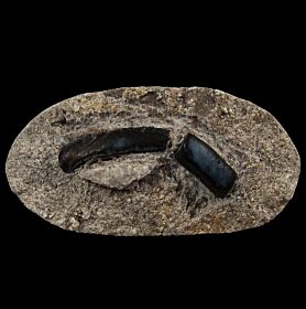 Mississippian Lagarodus tooth for sale | Buried Treasure Fossils