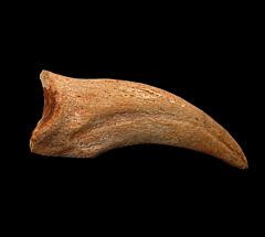 Rare Moroccan Spinosaurus hand claw for sale  | Buried Treasure Fossils