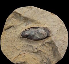Cochliodus tooth | Buried Treasure Fossils