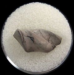 Deltodus tooth | Buried Treasure Fossils