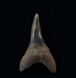 Isurus desori