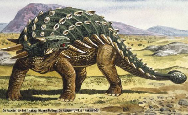 Ankylosaurus fossils for sale | Buried Treasure Fossils