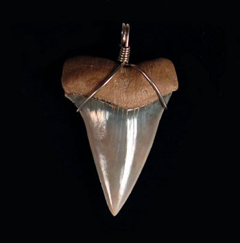 OTODUS TOOTH REAL SHARK NECKLACE FOSSIL PENDANT GREAT WHITE MEGALODON ANCESTOR 