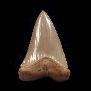 Tooth value megalodon How To