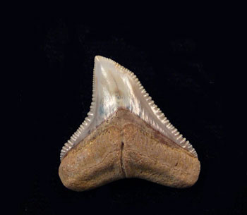 Bull Shark Teeth
