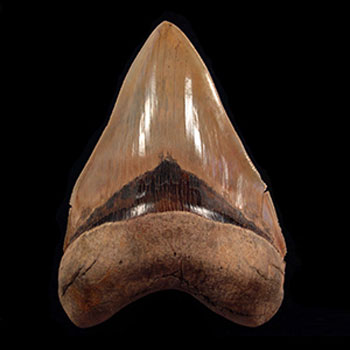 75/% Complete 2 12 Fossil Megalodon Shark Tooth