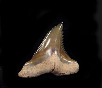 Snaggletooth Shark Teeth (Hemipristis)