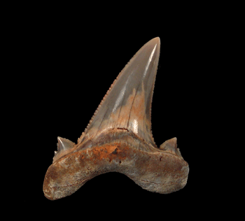 Megalodon Teeth - Earliest Ancestors