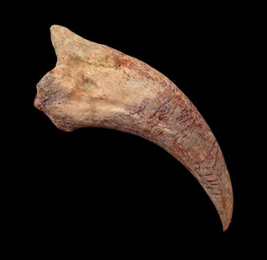 dinosaur with giant claws