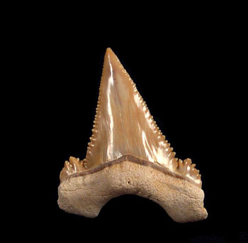 Paleocarcharodon Shark Teeth
