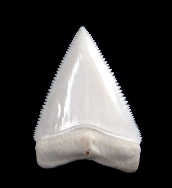 Modern Shark Teeth for sale | Buried Treasure Fossils