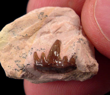 Paleozoic Shark Teeth - Russian