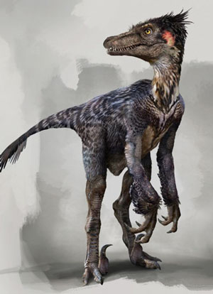 Raptor (Dromaeosaur) Teeth