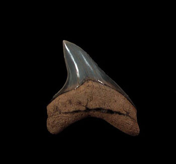 Thresher Shark Teeth