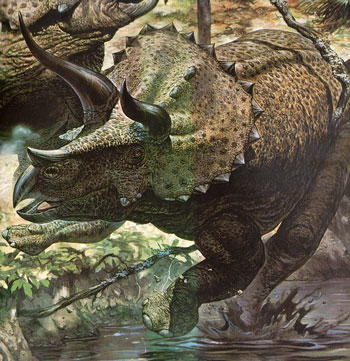 triceratops fossils
