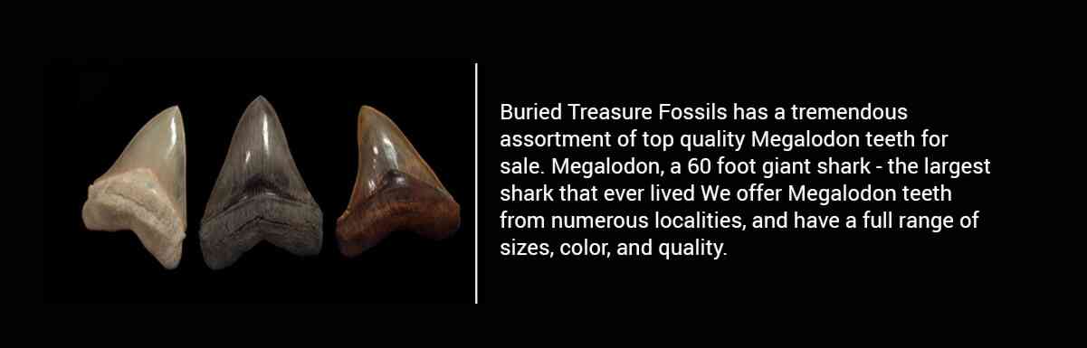 Dinosaur shark teeth mosasaur ammonites megalodon 25 different types of fossils