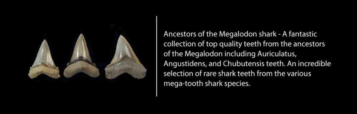 Tooth value megalodon Auctioned meg