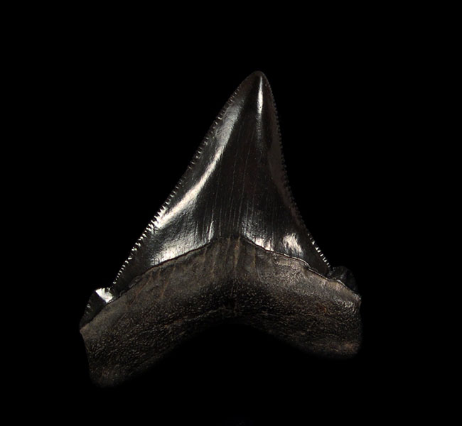 3 Reasons Why Shark Teeth Fossils Are So Popular