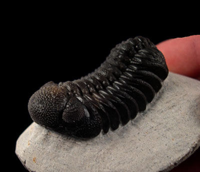 Planning To Buy a Trilobite Fossil? You Need to Read This First